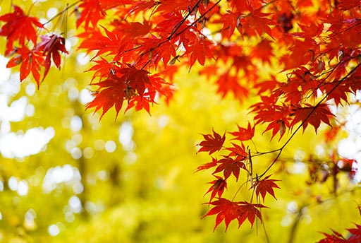 Maple at Duke Garden