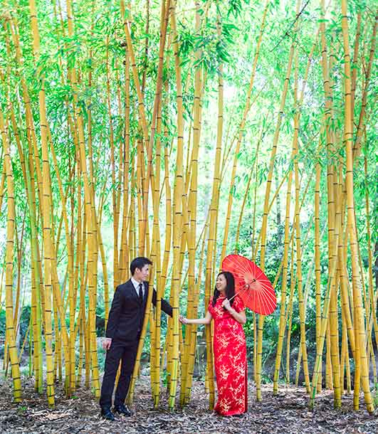 Bamboo forest Duke Garden